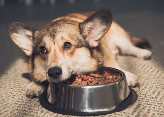 Having a fussy dog is hard, really hard!