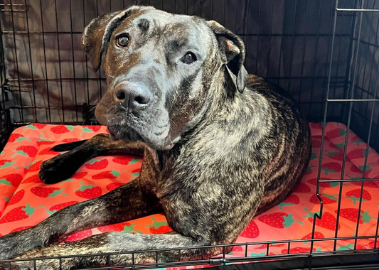How we helped August find her forever home