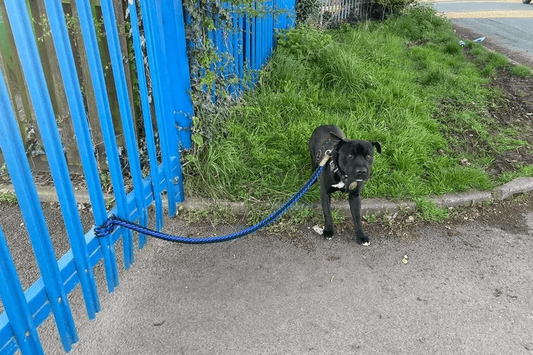 Is there really a dog rescue problem in the UK?