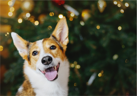 Christmas delivery information